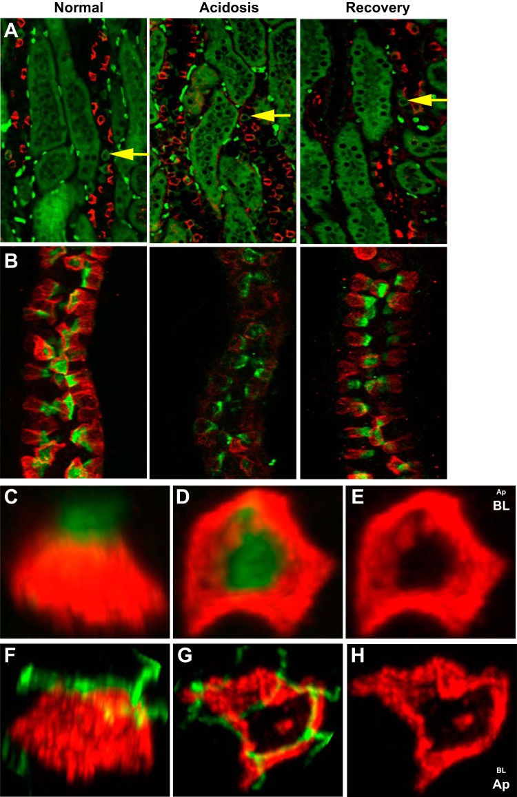 Fig. 4.