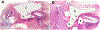 Fig. 2: