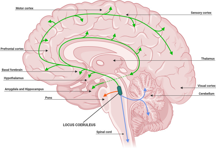 Fig. 2