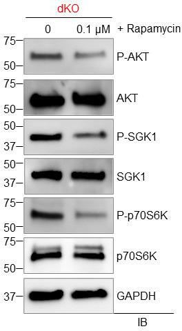 Figure 5—figure supplement 1.