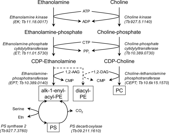 FIGURE 7.