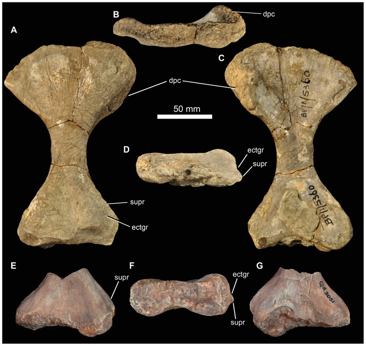 Figure 24