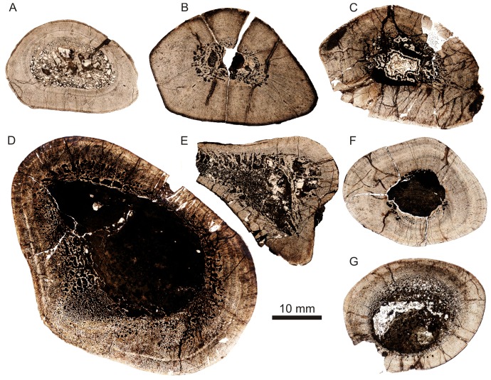 Figure 31