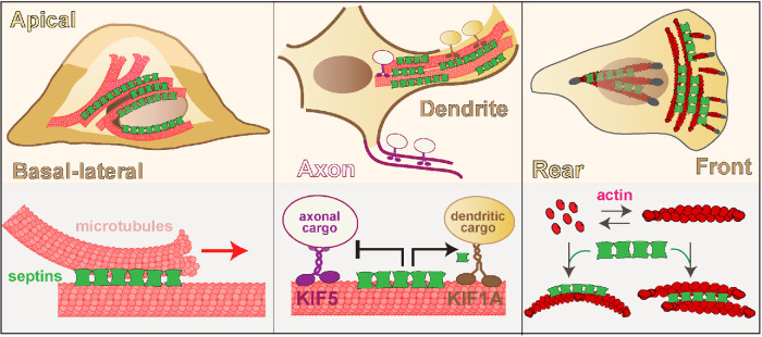 FIGURE 4: