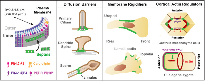 FIGURE 3: