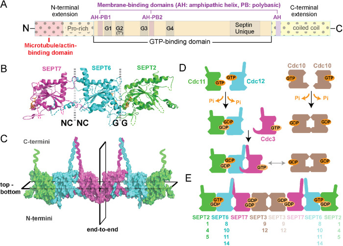 FIGURE 1: