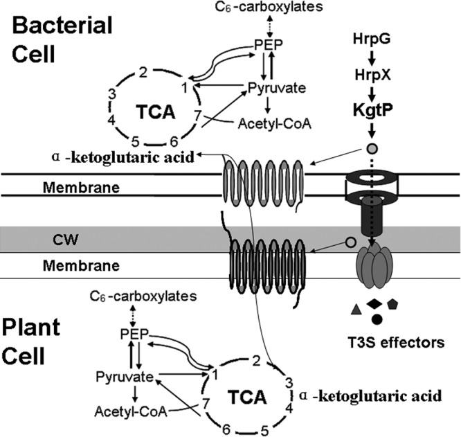 Fig 6