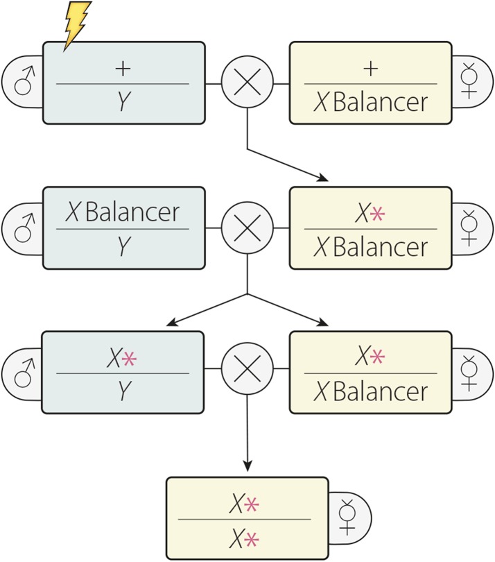 graphic file with name 875fig12.jpg