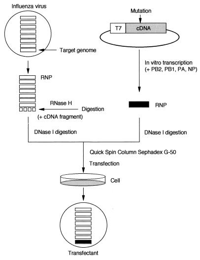 FIG. 1