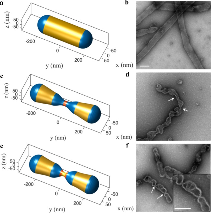 FIGURE 5: