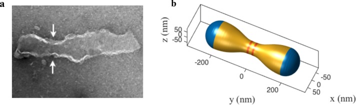 FIGURE 6: