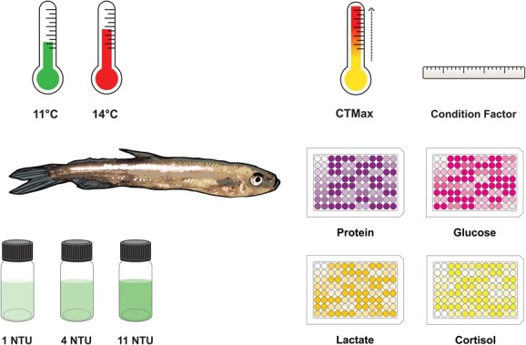 Graphical Abstract