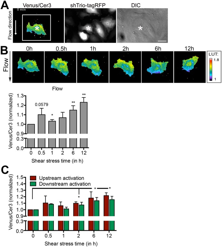 FIGURE 6: