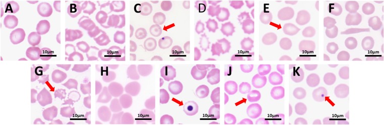 Fig. 6.