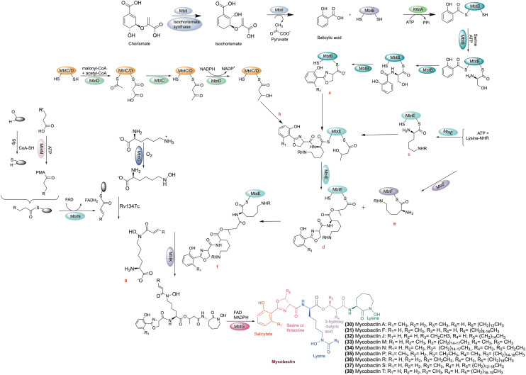 Scheme 1