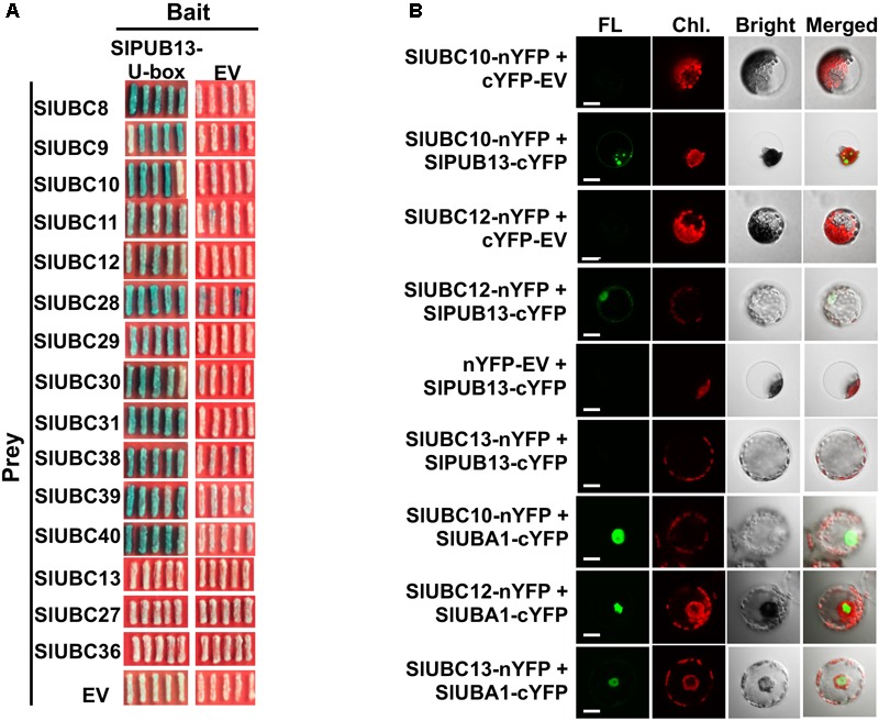 FIGURE 3