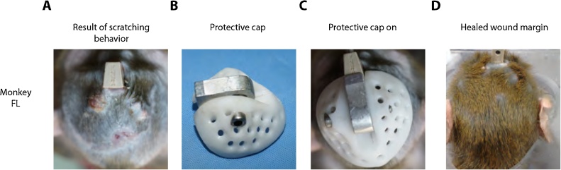 Fig. 6