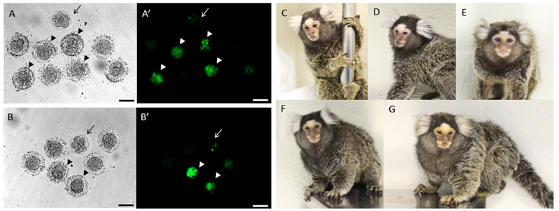 Figure 1: