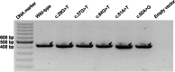 Fig. 10