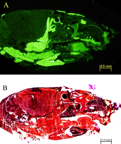 Fig. 1