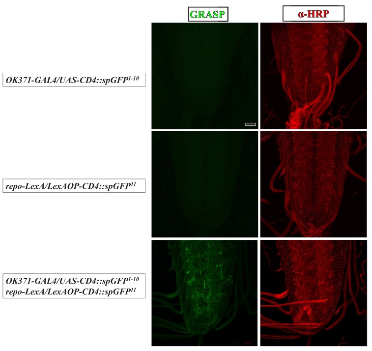 Figure 2—figure supplement 2.