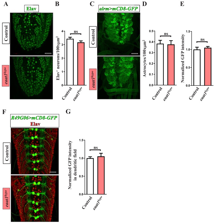 Figure 5—figure supplement 1.