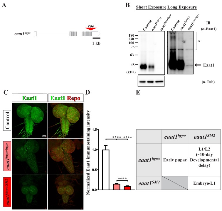 Figure 1—figure supplement 1.