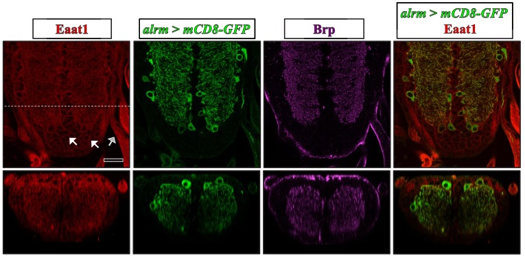 Figure 2—figure supplement 1.