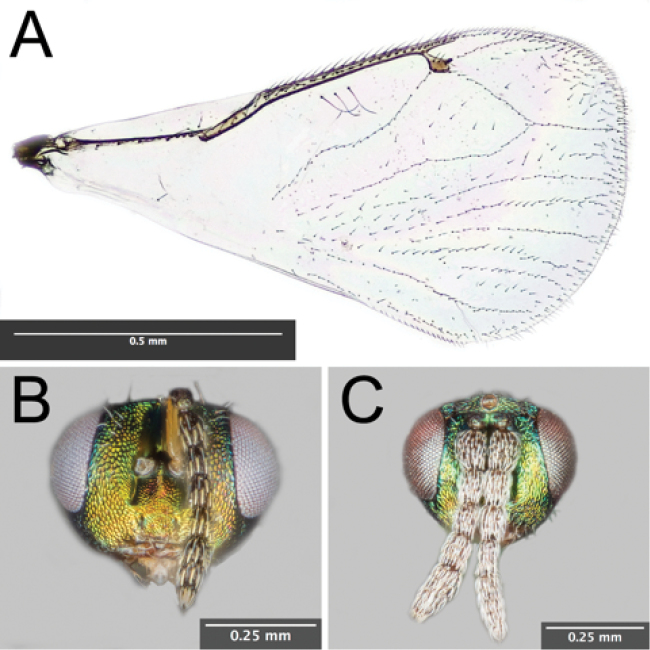 Figure 2.