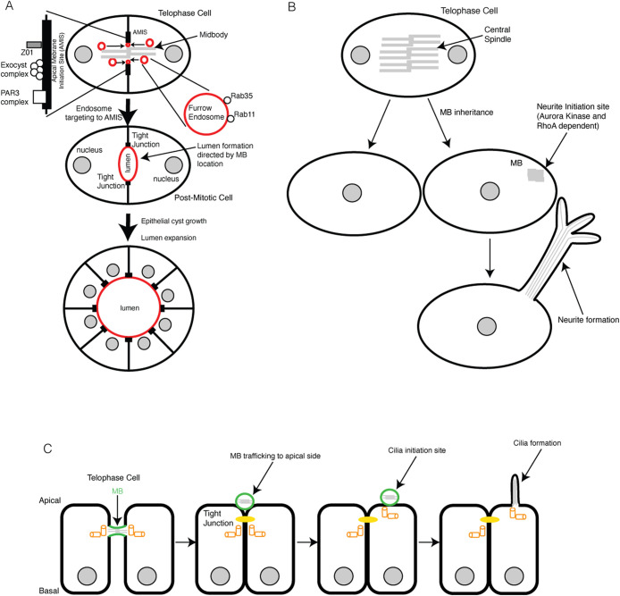 FIGURE 1: