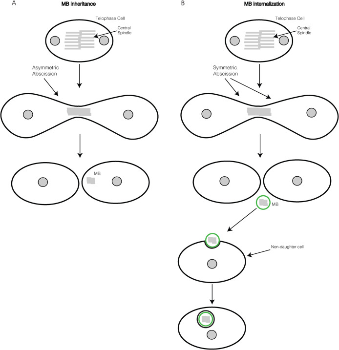 FIGURE 2: