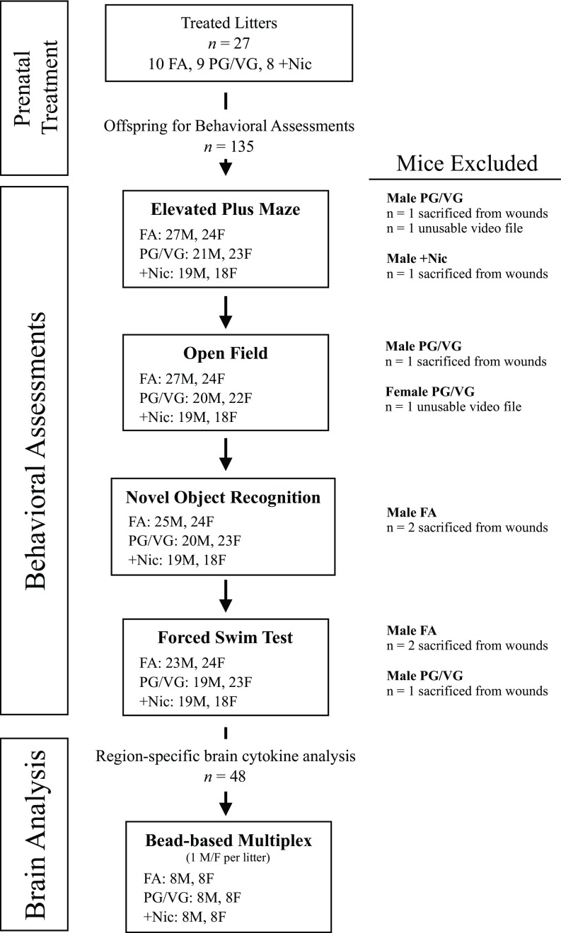 Figure 1 is a flow chart of experimental procedures and sample size includes prenatal treatment, behavioral assessments, and brain analysis of mice.