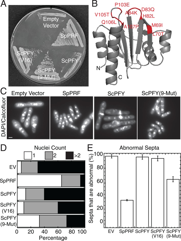 FIGURE 1: