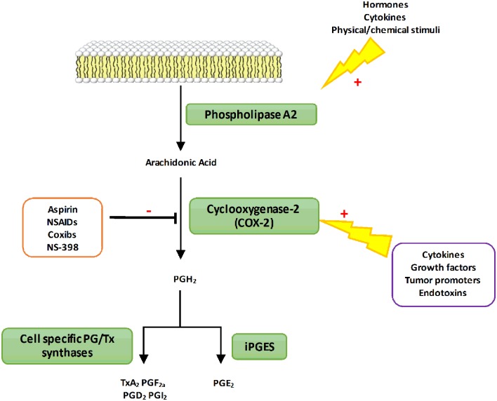 FIGURE 1