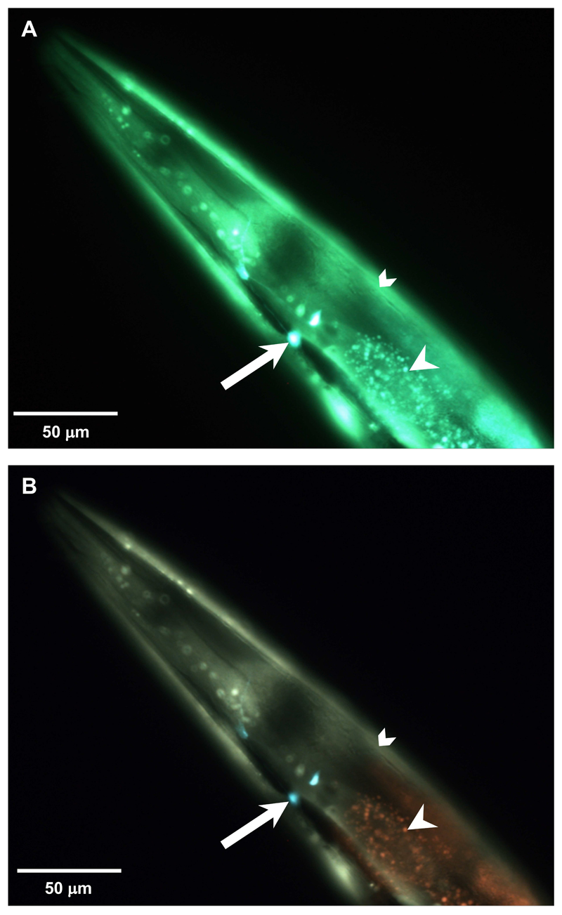 Figure 9