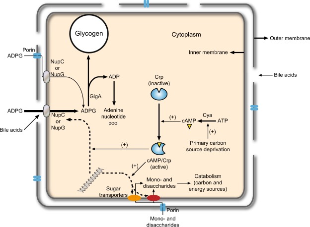 Figure 9