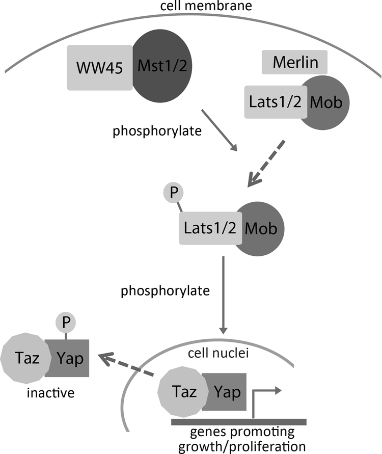 Fig 1.