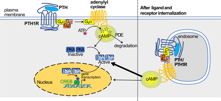 Figure 5