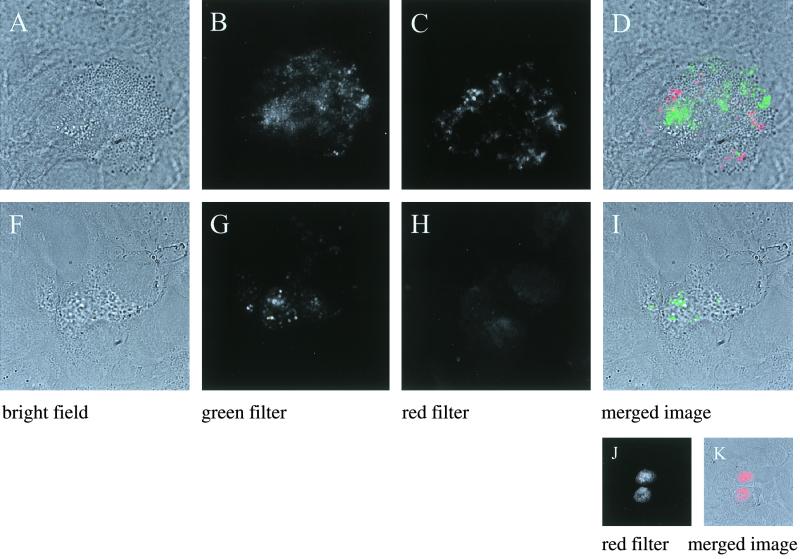 FIG. 7