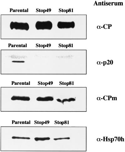 FIG. 8.