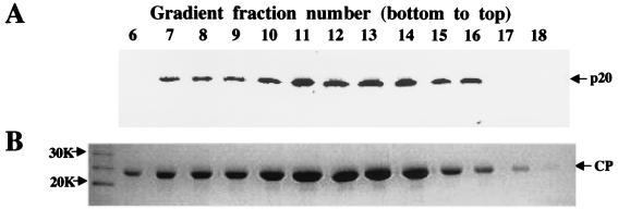 FIG. 7.