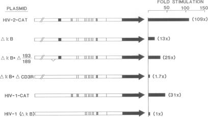 graphic file with name pnas01048-0037-a.jpg