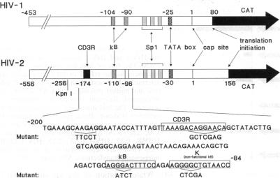 graphic file with name pnas01048-0036-a.jpg