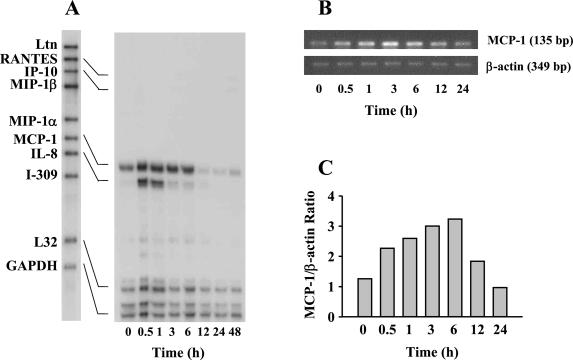 FIG. 1.