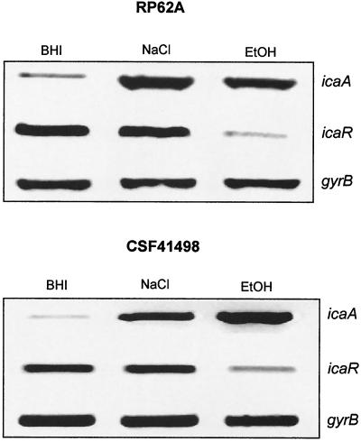 FIG. 5.