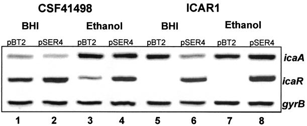 FIG. 8.