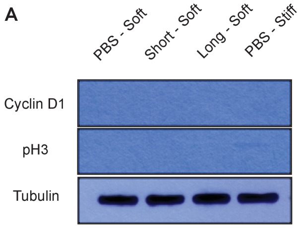 Figure 2—figure supplement 2.