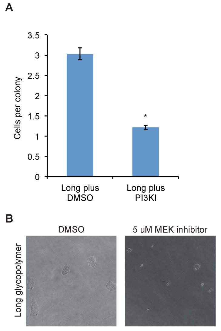 Figure 2—figure supplement 4.