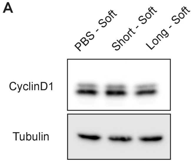 Figure 2—figure supplement 5.