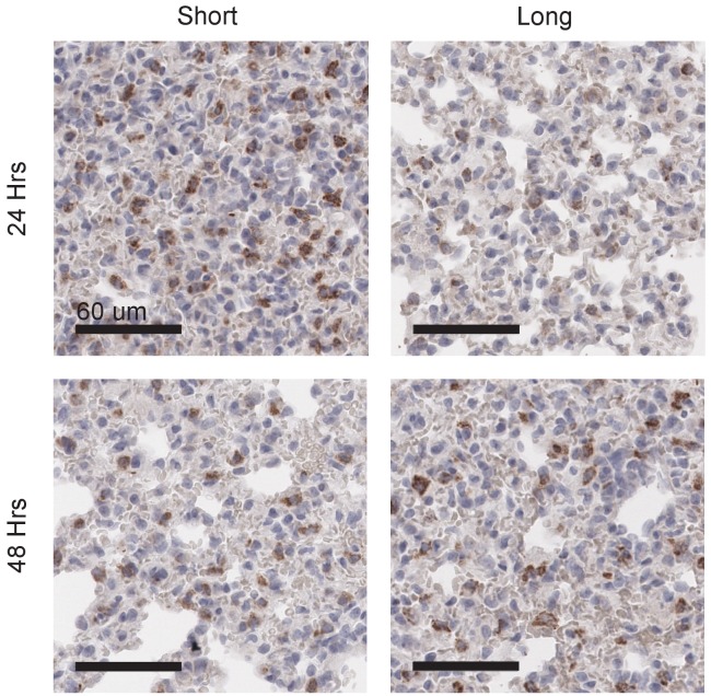 Figure 1—figure supplement 1.